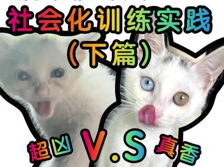 救助流浪幼猫-社会化训练实践（下篇） 救助的流浪小猫到家躲藏、哈人、咬人怎么办？快来看看如何引导小猫咪彻底放弃抵抗，完全融入人类社会吧！#流浪猫救助 #关爱流浪动物 #领养代替买卖 #流离岛