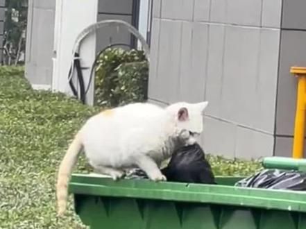 捡垃圾吃的流浪猫遇见了心软的小哥哥。被爱真的会疯狂长出血肉！ 捡垃圾吃的流浪猫遇见了心软的小哥哥。被爱真的会疯狂长出血肉！#流浪猫 #我和流浪猫的故事 #流浪猫救助
