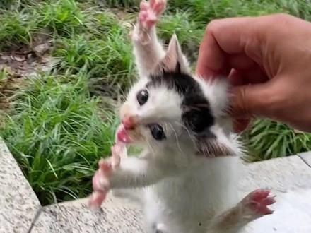 我又又又捡了只奶牛猫！！一小时前我捡了小黑，同一个草丛小奶牛冲出来了，脾气真大，差点受伤出血…#流浪猫 #流浪猫救助 #奶牛猫 #黑猫 #科学养宠攻略
