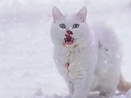 下辈子一定不要再当流浪猫了……#流浪猫救助 #万物皆有灵性 #不爱请别伤害 #小猫闯荡世界失败回放#此刻一只小猫轻轻碎掉了 #猫咪也会恼羞成怒