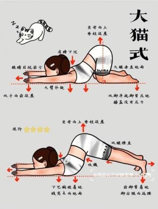 美国刚毛猫怎么训练-图1