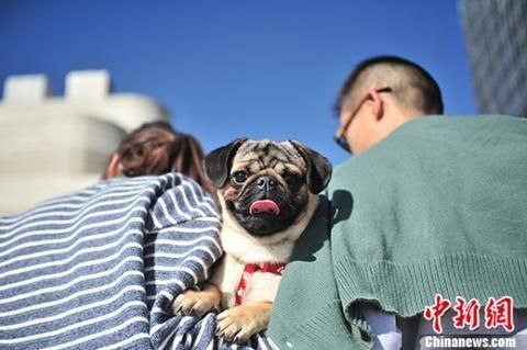 “人狗矛盾”几时休？根子还在人身上