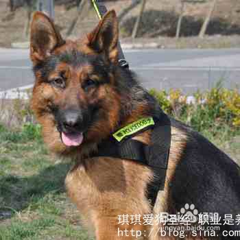 训练狗狗：如何正确使用狗狗牵引绳、项圈和胸背