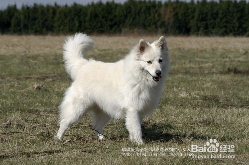 训练狗狗：如何正确使用狗狗牵引绳、项圈和胸背