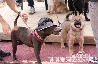 训练狗狗：如何正确使用狗狗牵引绳、项圈和胸背