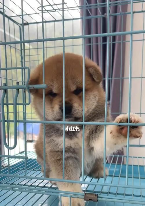 如何训练你的柴犬（从基础训练到高级技能）