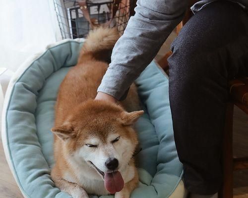 如何训练你的柴犬（从基础训练到高级技能）