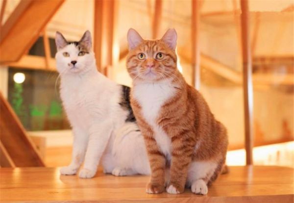 为什么和农村的中华田园猫相比，城市里的宠物猫，比较容易生病？