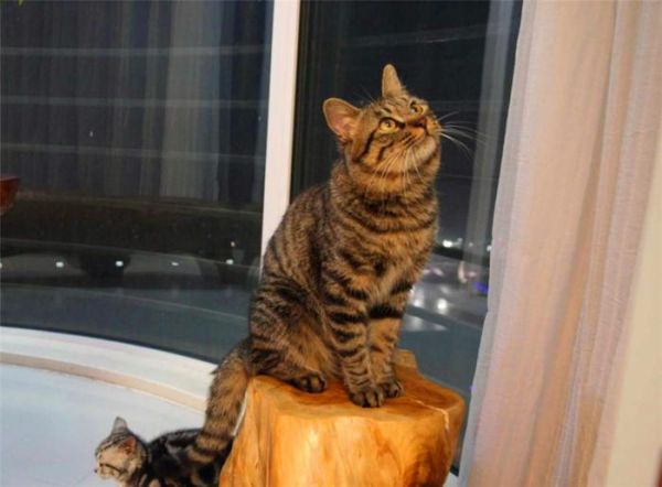 为什么和农村的中华田园猫相比，城市里的宠物猫，比较容易生病？