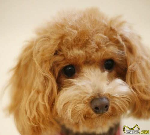 狗狗倒底有多聪明？认识狗狗的学习模式及行为