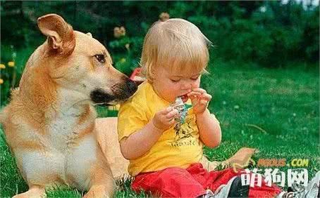 关于狗的智力和学习能力你了解多少？