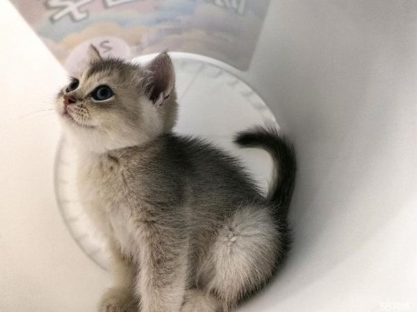 珠海宠物猫·纯种精品紫金蓝金小猫