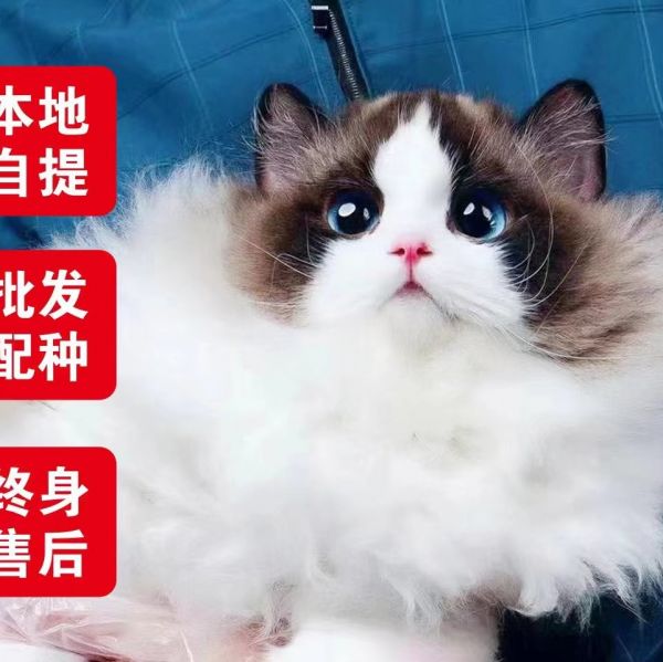 店主头像