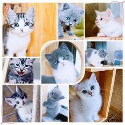 爱喵星球·猫场直销幼猫一包纯种健康可送货一签活体协议