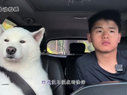 你别说我们两个像了，真不像。#萨摩耶 #铲屎官日记 #萌宠日常记录