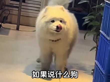 萨摩耶竟然还有黑色的 #萨摩耶 #狗狗 #萌宠