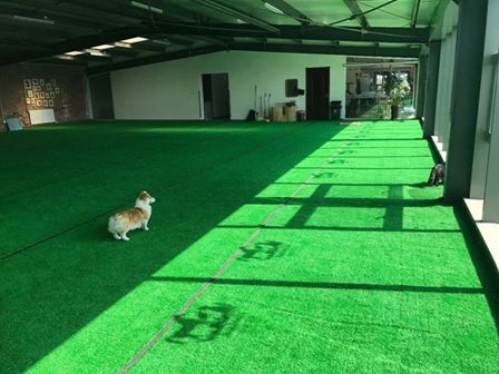 北京调良宠物培训学校