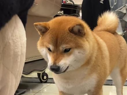 原来柴犬也是有这些克星的哦#柴犬 #新手养狗 #养狗经验分享 #柴柴日常 #狗狗