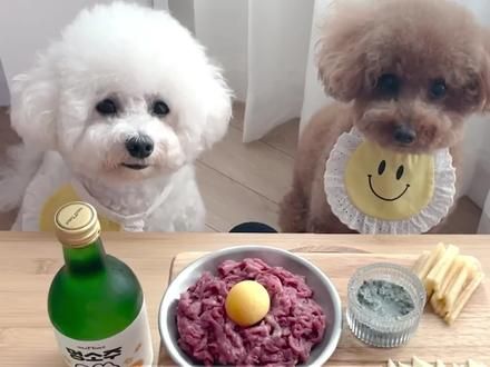 泰迪和比熊哪个好养？ #狗狗 #比熊 #泰迪 #不养狗不知道养狗的乐趣 #养狗人