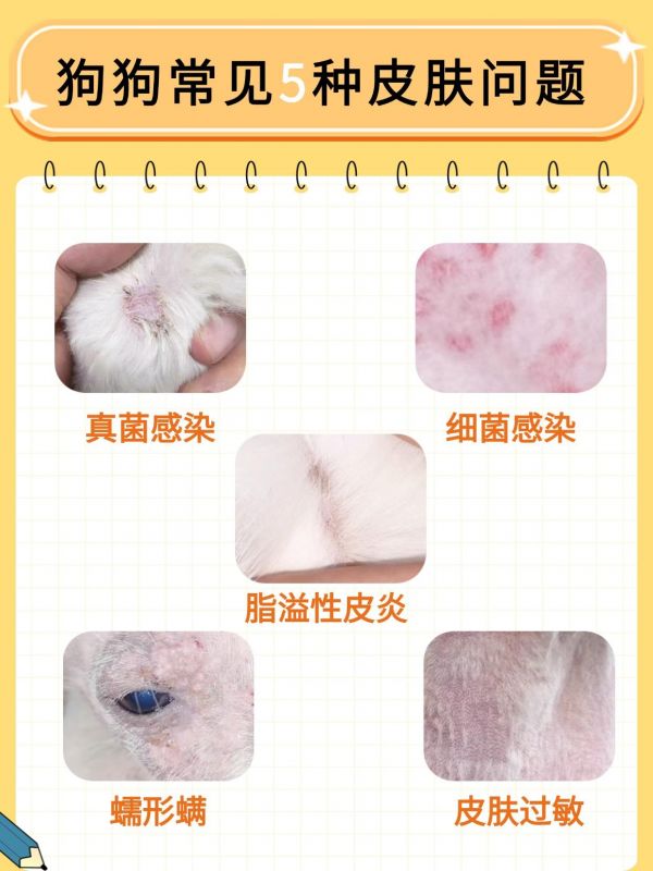 五种狗狗常见皮肤问题。狗狗皮肤病，养狗经验分享，新手养狗