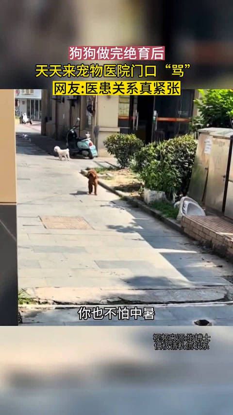 狗狗做完绝育后，天天来宠物医院门口“骂”