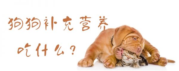 狗狗补充营养吃什么