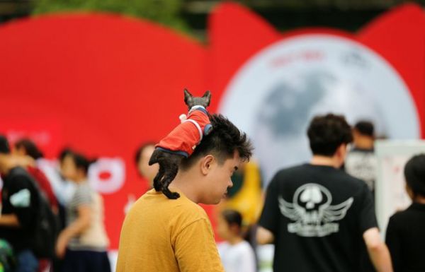 58万人在小红书晒自己的养宠日志，不如带它出门去趟pet’emday