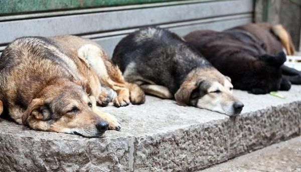 在上海宠物救助站如何领养狗狗猫猫
