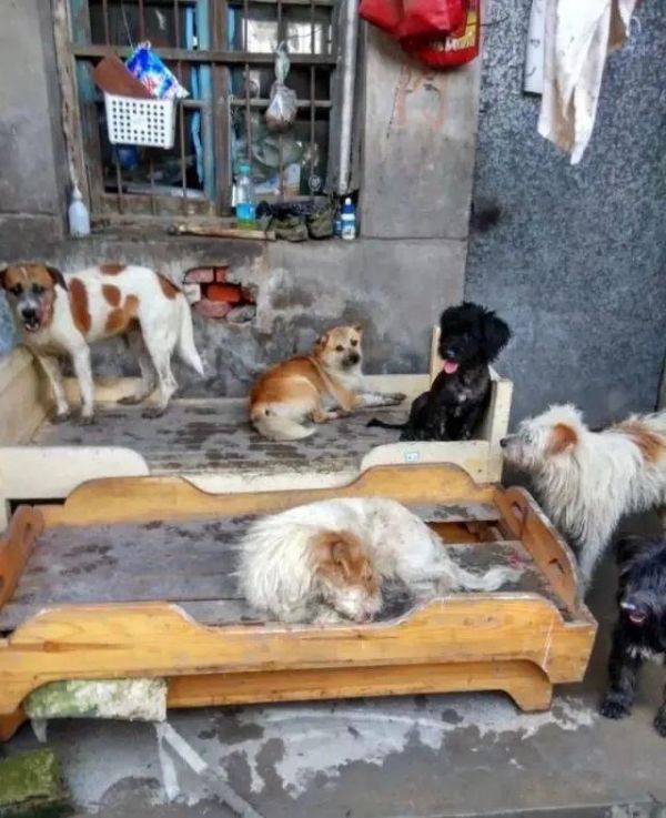 在上海宠物救助站如何领养狗狗猫猫