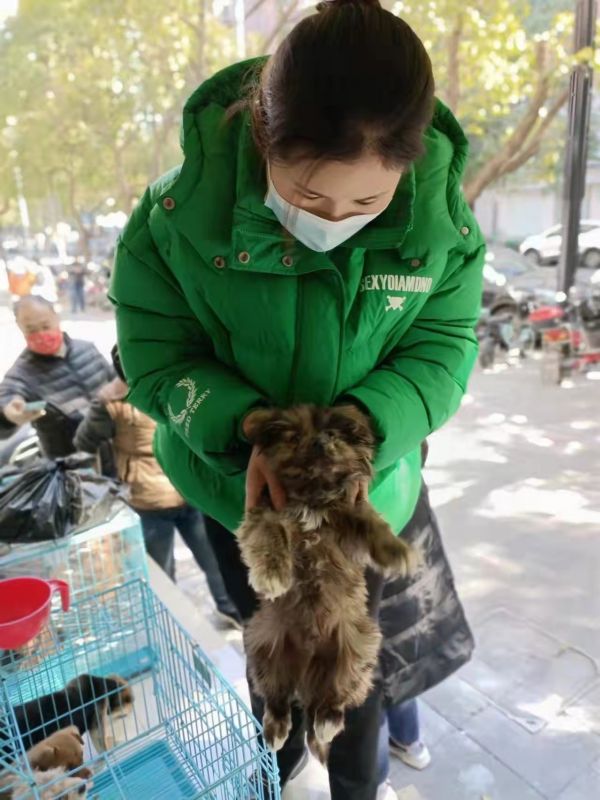 在上海宠物救助站如何领养狗狗猫猫