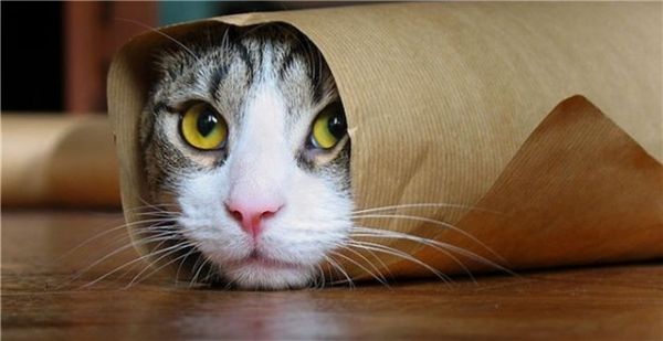 亚马逊上最畅销的七款猫咪玩具，“铲屎官”快看过来