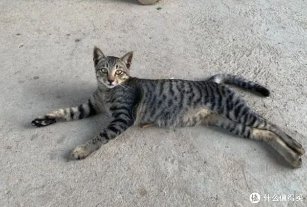 看到这12种猫咪的优缺点，你喜欢哪一个？