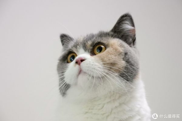 看到这12种猫咪的优缺点，你喜欢哪一个？