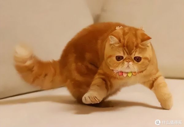 看到这12种猫咪的优缺点，你喜欢哪一个？