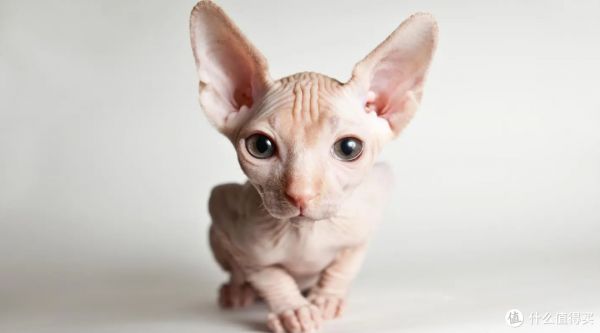 看到这12种猫咪的优缺点，你喜欢哪一个？