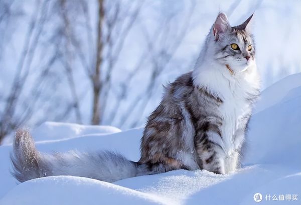 看到这12种猫咪的优缺点，你喜欢哪一个？