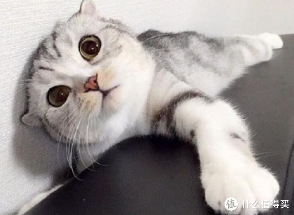 看到这12种猫咪的优缺点，你喜欢哪一个？