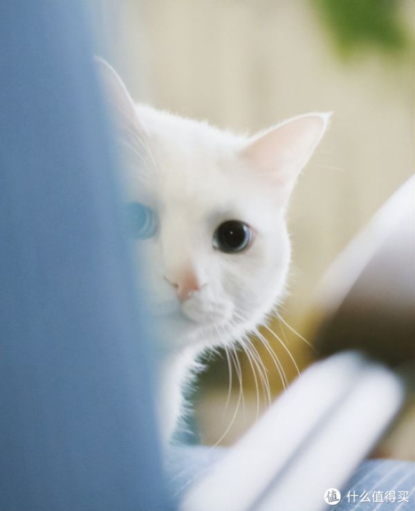 看到这12种猫咪的优缺点，你喜欢哪一个？