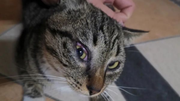 猫咪为什么眼睛没劲的原因