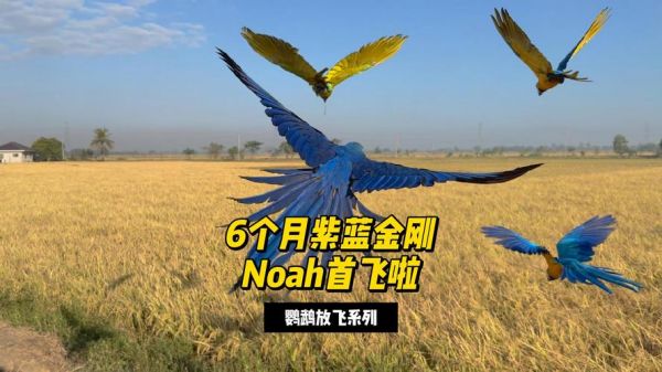 金刚鹦鹉多少钱一只合适