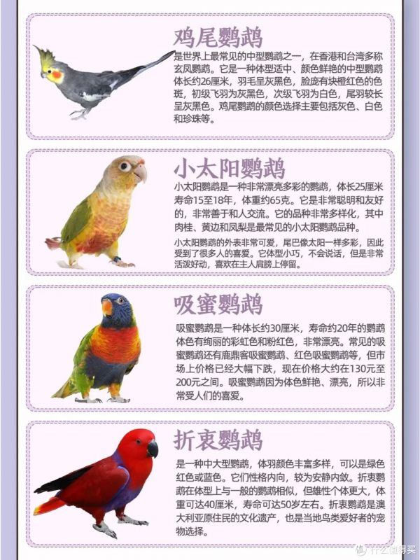 目前能合法饲养的鹦鹉品种及特点,养鸟的看过来