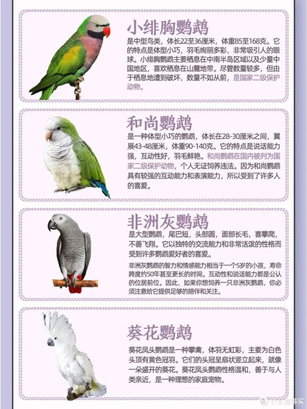 目前能合法饲养的鹦鹉品种及特点,养鸟的看过来