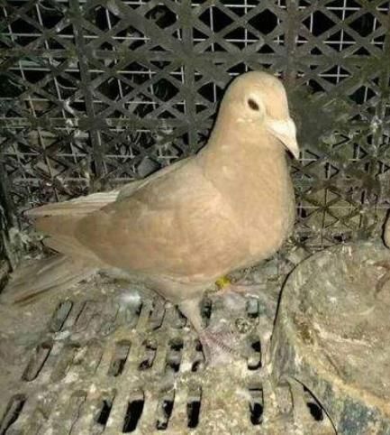 小伙将宠物鸽子寄放到奶奶家，半个月后拿回时不知所措