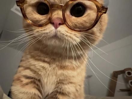 感觉我们有点暧昧了#看看你的高知小猫 #这小猫谁养谁不迷糊 #这个猫头好上头 #这猫咪有点扎手 #小猫咪怼脸杀视频