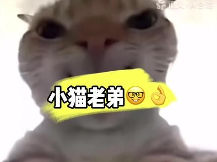 小猫老弟#猫咪