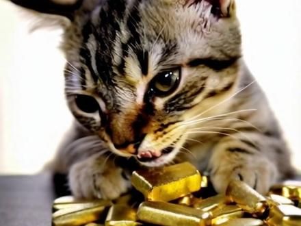 #猫咪 #小猫治愈世界 #无忧无虑的小猫咪 #猫 #好运小猫