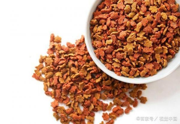 宠物专家劝告，宁愿狗狗挨饿，也不能喂的6种食物！