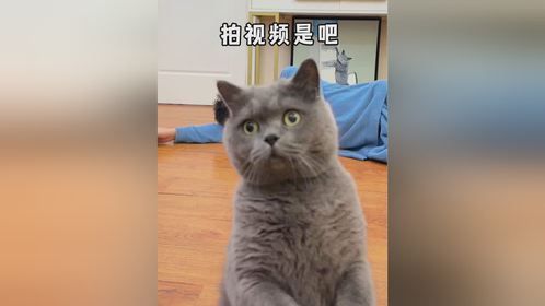 当我跟我爸假装晕倒时，我家两只猫的不同反应