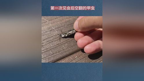 第一次见会后空翻的甲虫