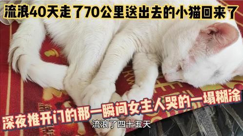 流浪40天走了70公里送出去的猫回来了推门一瞬间主人哭的一塌糊涂